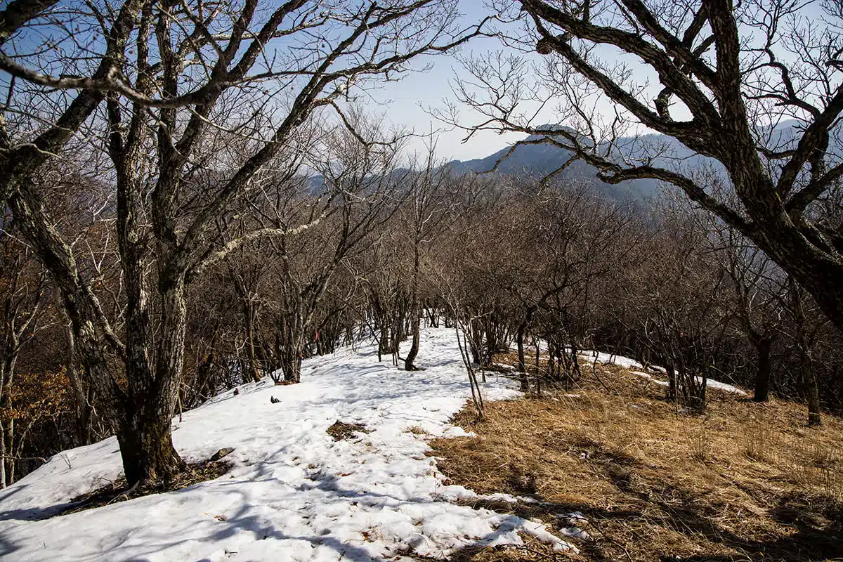 【三才山登山】三才山-雪と枯れ草の間を歩く