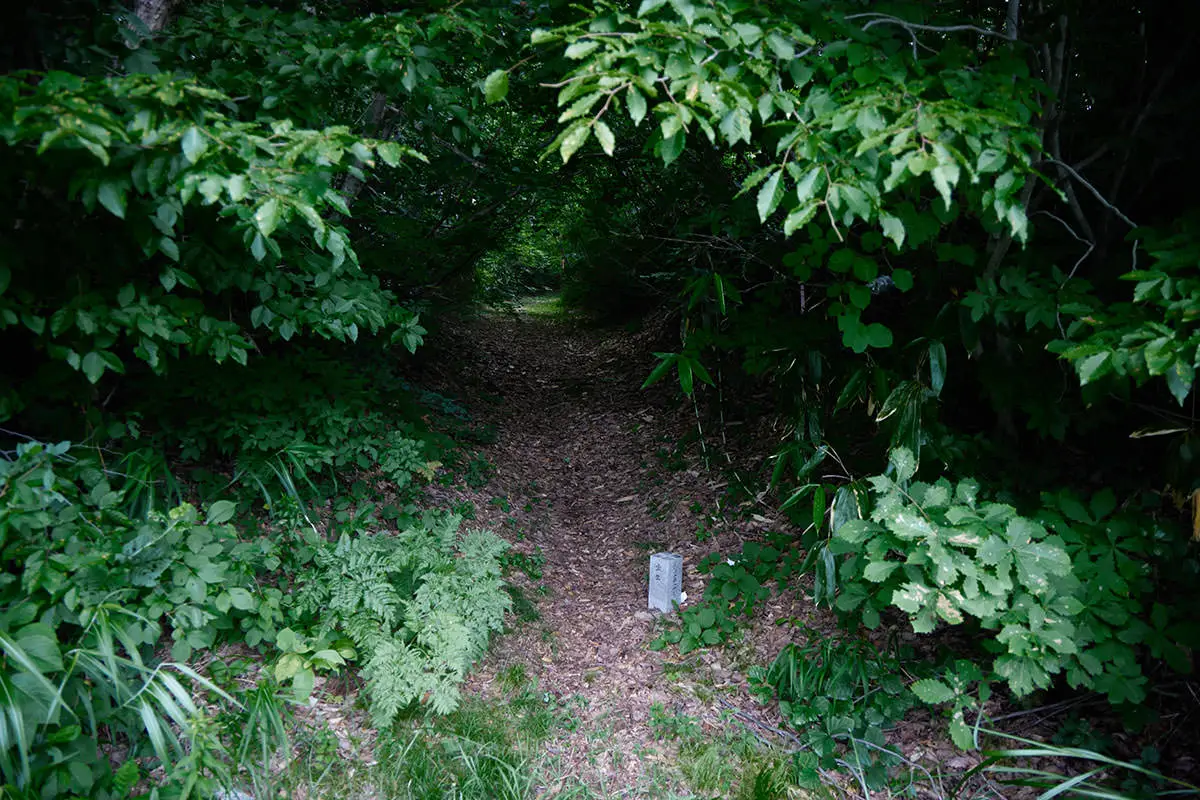 毛無山登山 木の葉のトンネルみたいなところから入っていく