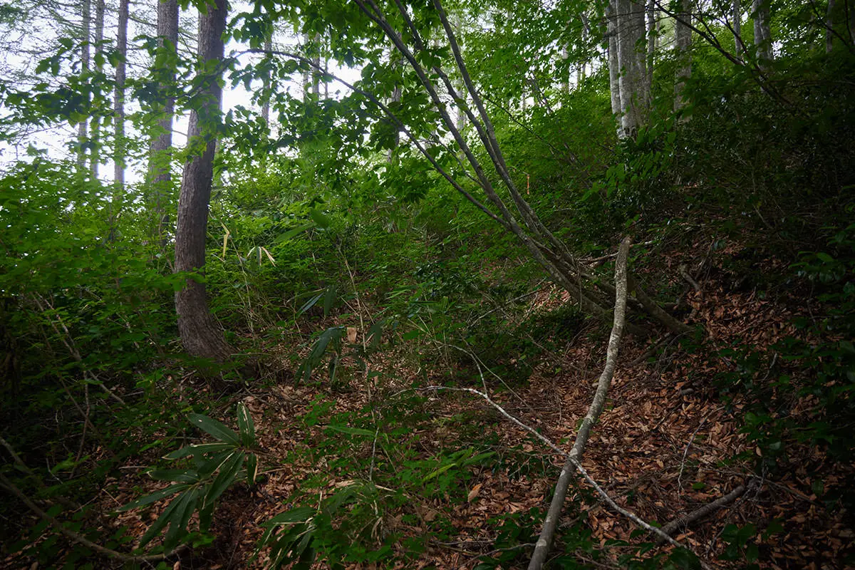 毛無山登山 歩きづらい