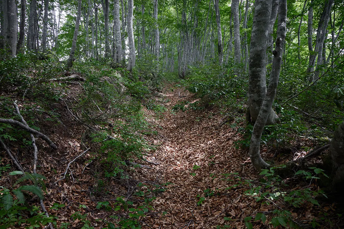 毛無山登山 葉っぱが無くなった