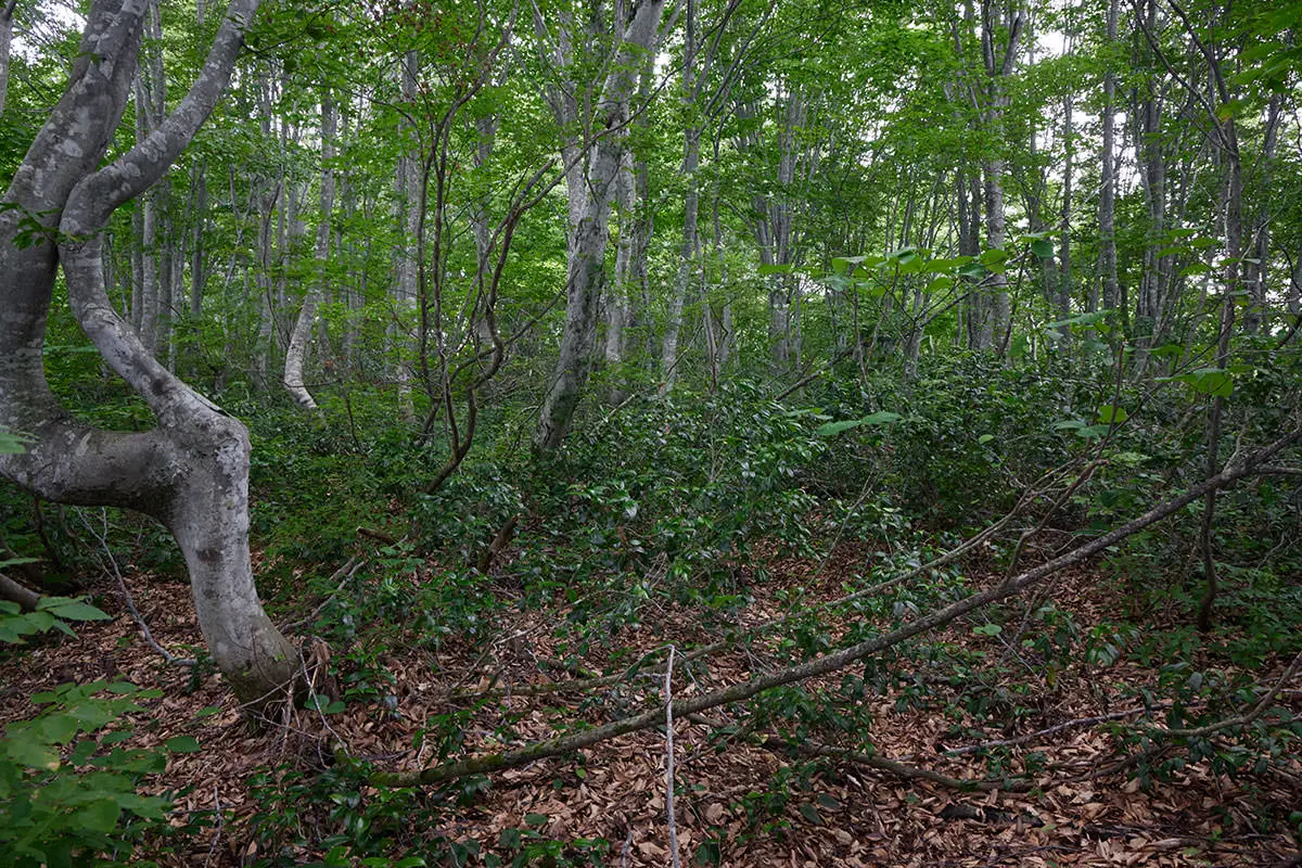毛無山登山 また葉っぱ