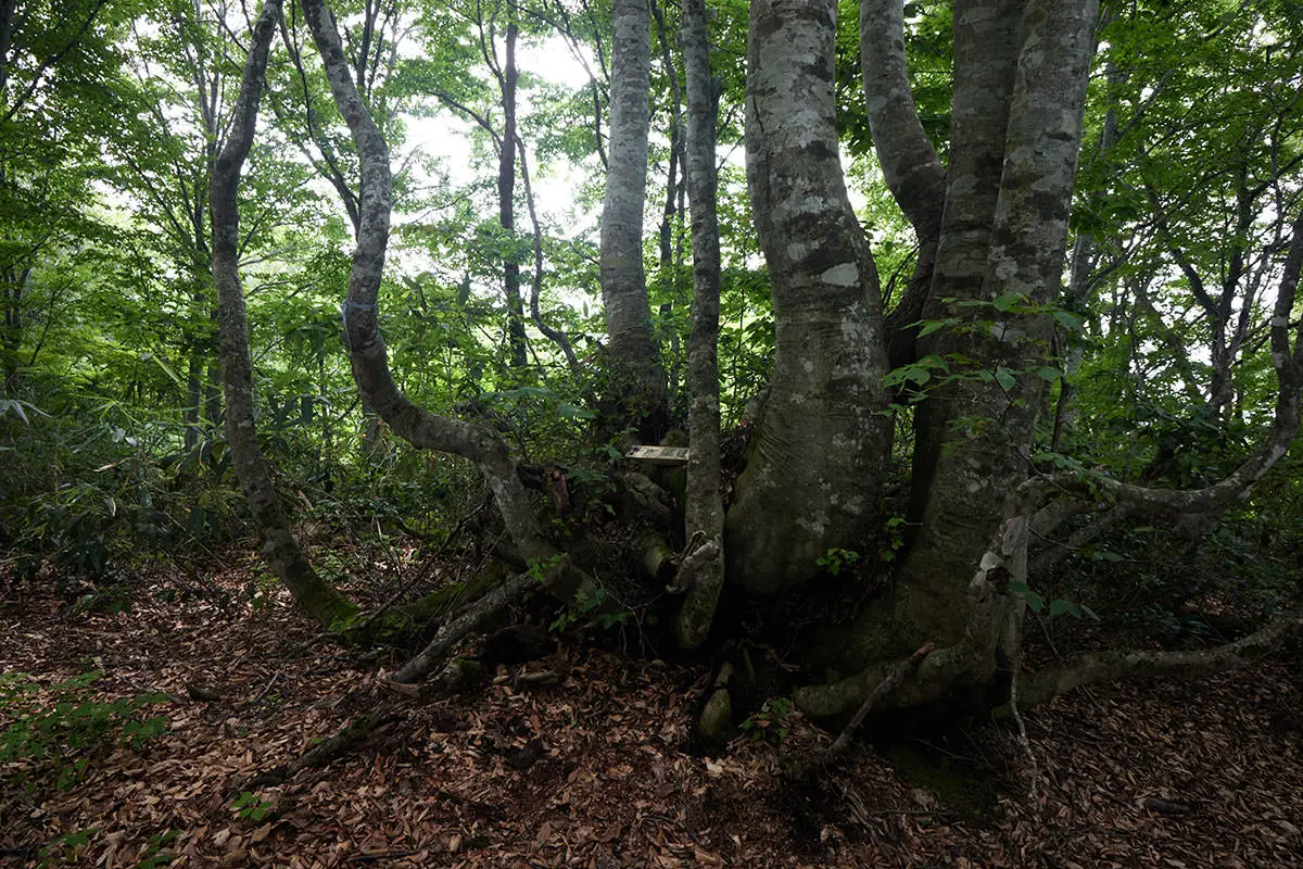 毛無山登山 どうやらここが山頂らしい