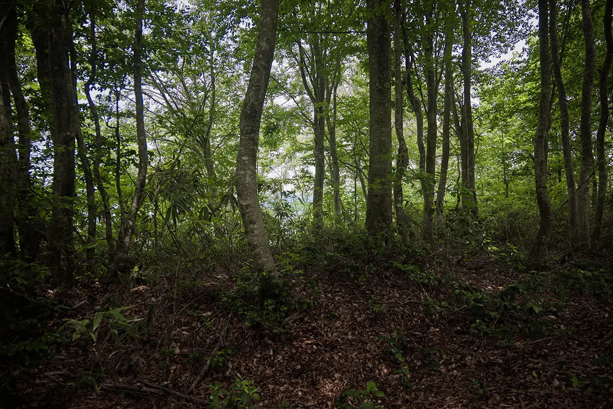 毛無山登山 この森の向こうには栄村があるはず