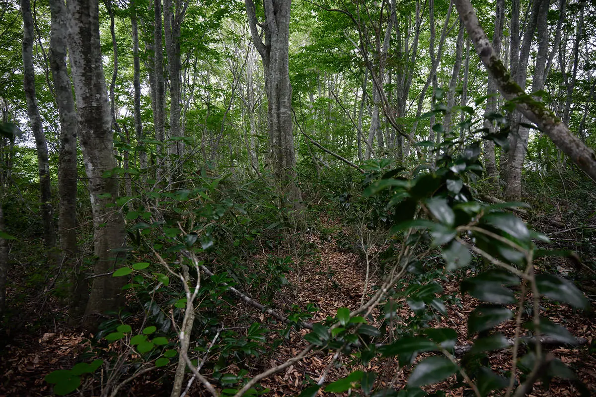 毛無山登山 下りる