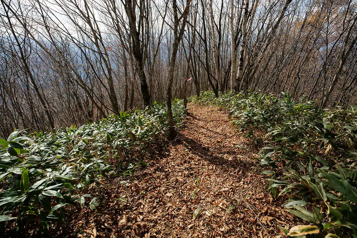 【虫倉山登山】虫倉山-不動滝コースは笹が茂って熊が出そう
