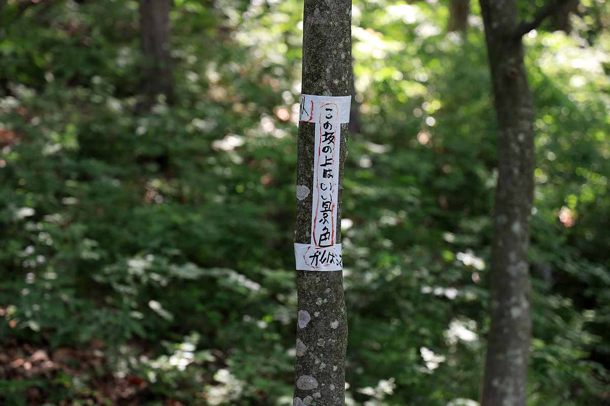 明覚山登山 もうちょっと登ったら景色が良いって