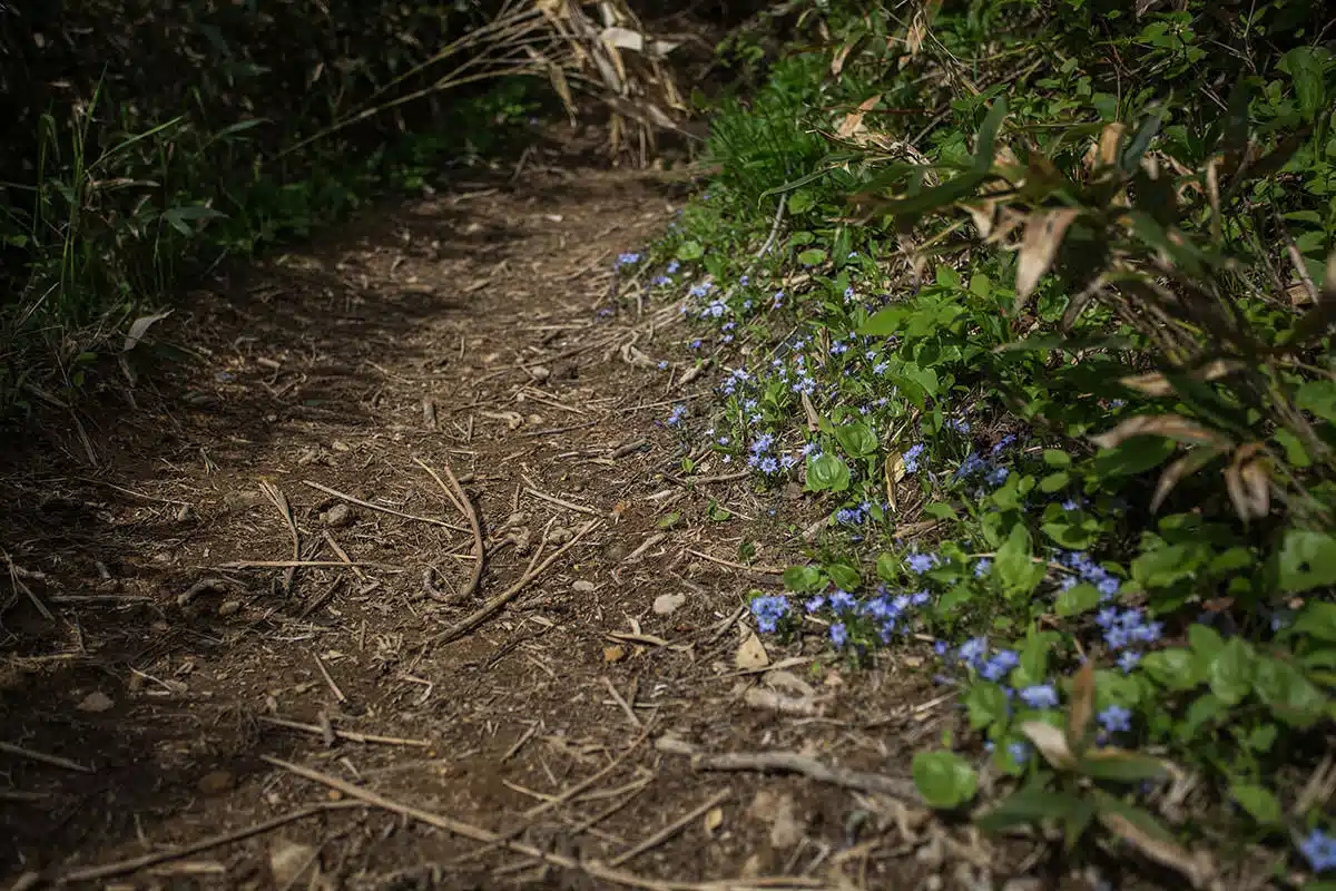妙高山登山 妙高山-青い花もいっぱい