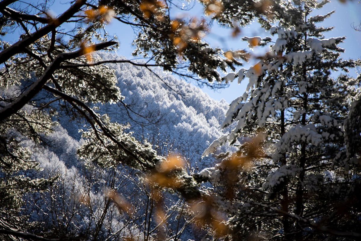 妙徳山-枝葉の向こうに霧氷が見える
