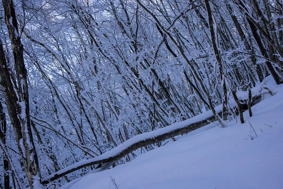 【妙徳山登山】妙徳山-日影で霧氷で雪で寒そう