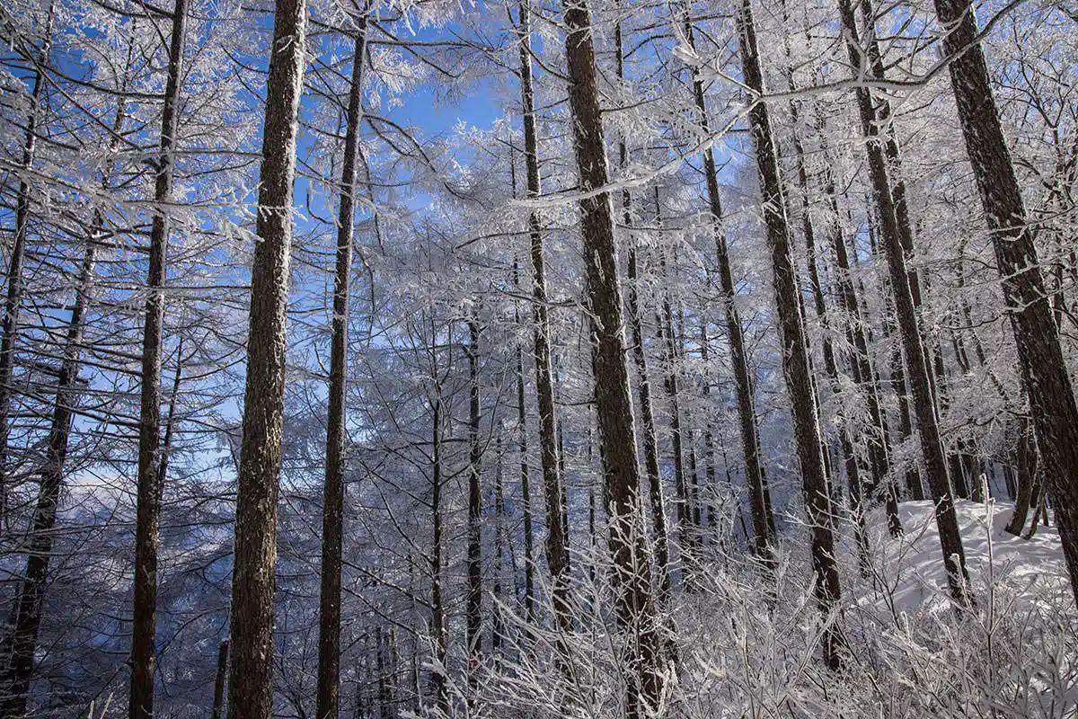 妙徳山登山 妙徳山-青い空と霧氷の白いのがとても良かった