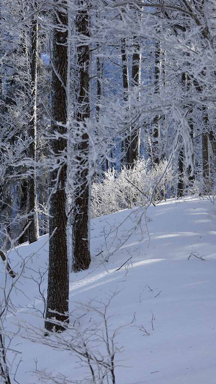 妙徳山冬季登山 （1月）｜のっこしコースから登る霧氷の登山道