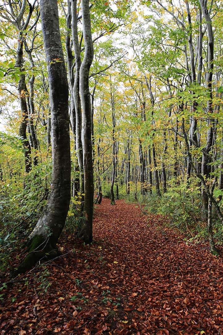 鍋倉山 登山（関田峠） （10月）｜紅葉のブナ林を歩く秋の信越トレイル