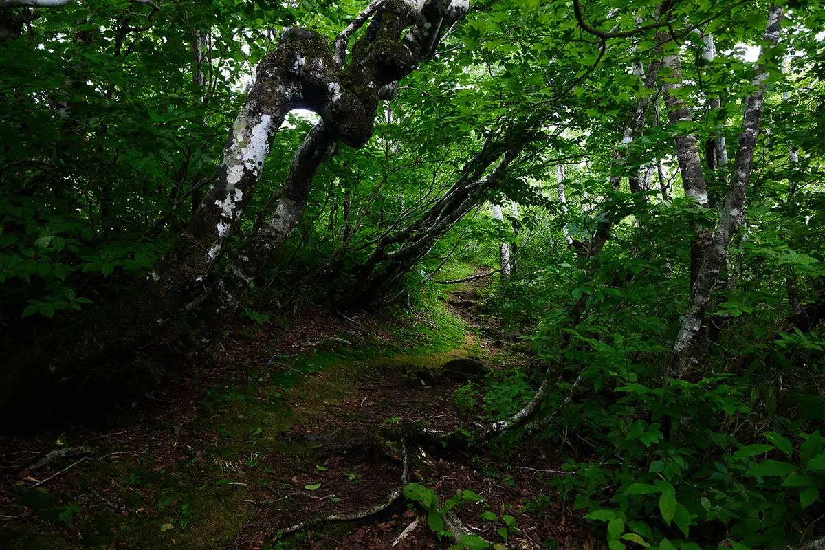 鍋倉山登山 鍋倉山-いっぱいの緑の中を歩く