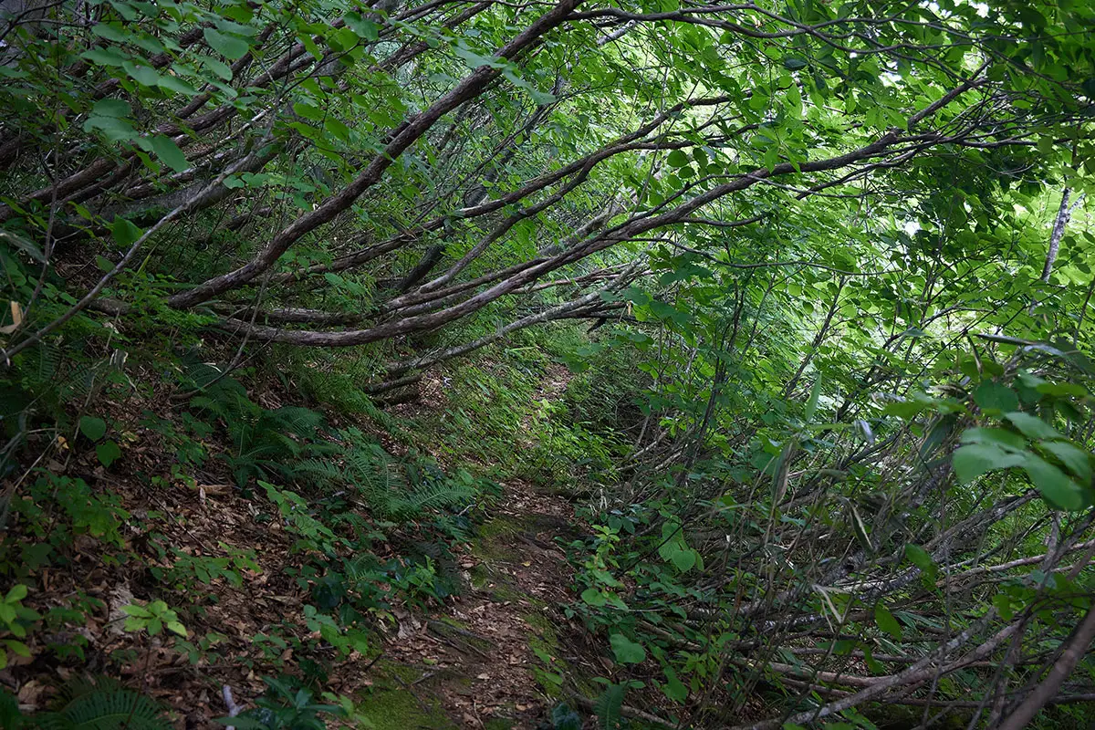 鍋倉山登山 鍋倉山-何度も頭を下げて木を潜る