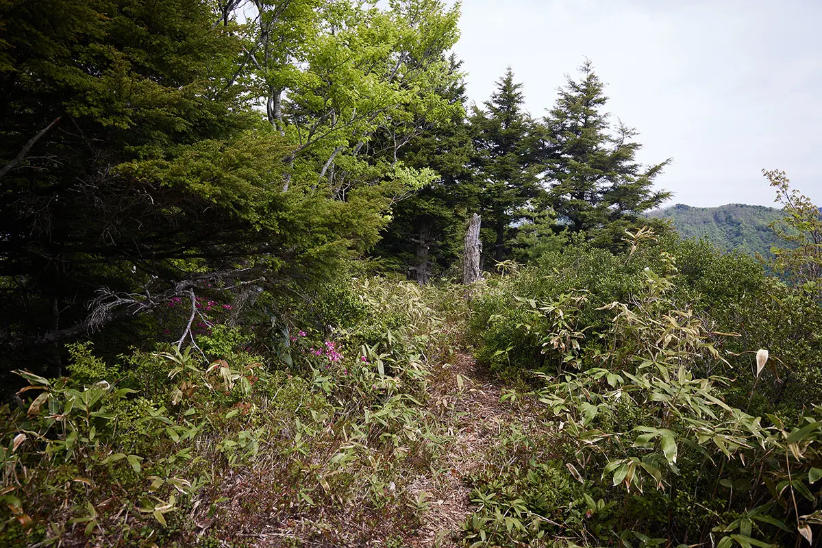 中倉山登山 中倉山-反対側にも刈り払われた跡がある