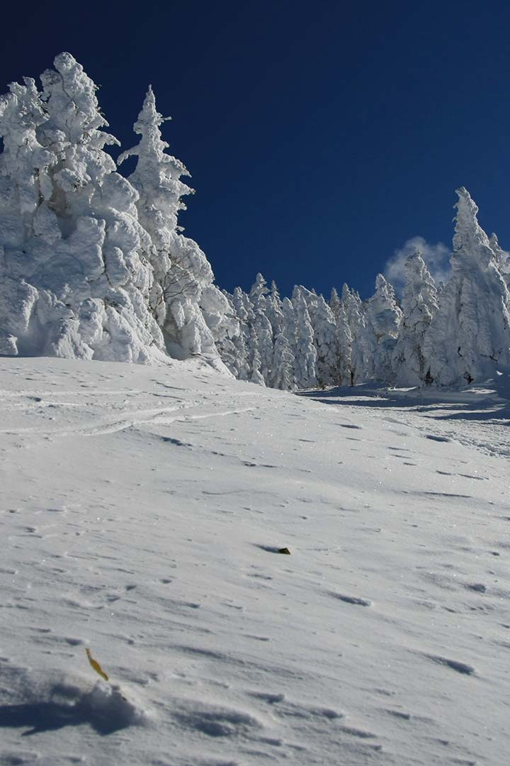 根子岳　スノーシュー登山（峰の原高原コース） （12月）｜スキー場から樹氷を眺めながら山頂へ