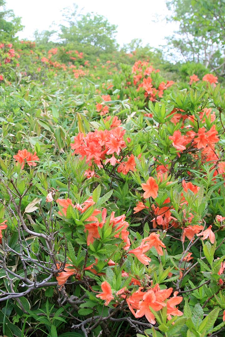根子岳　 登山（菅平高原） （7月）｜ツツジの咲く花の百名山へ