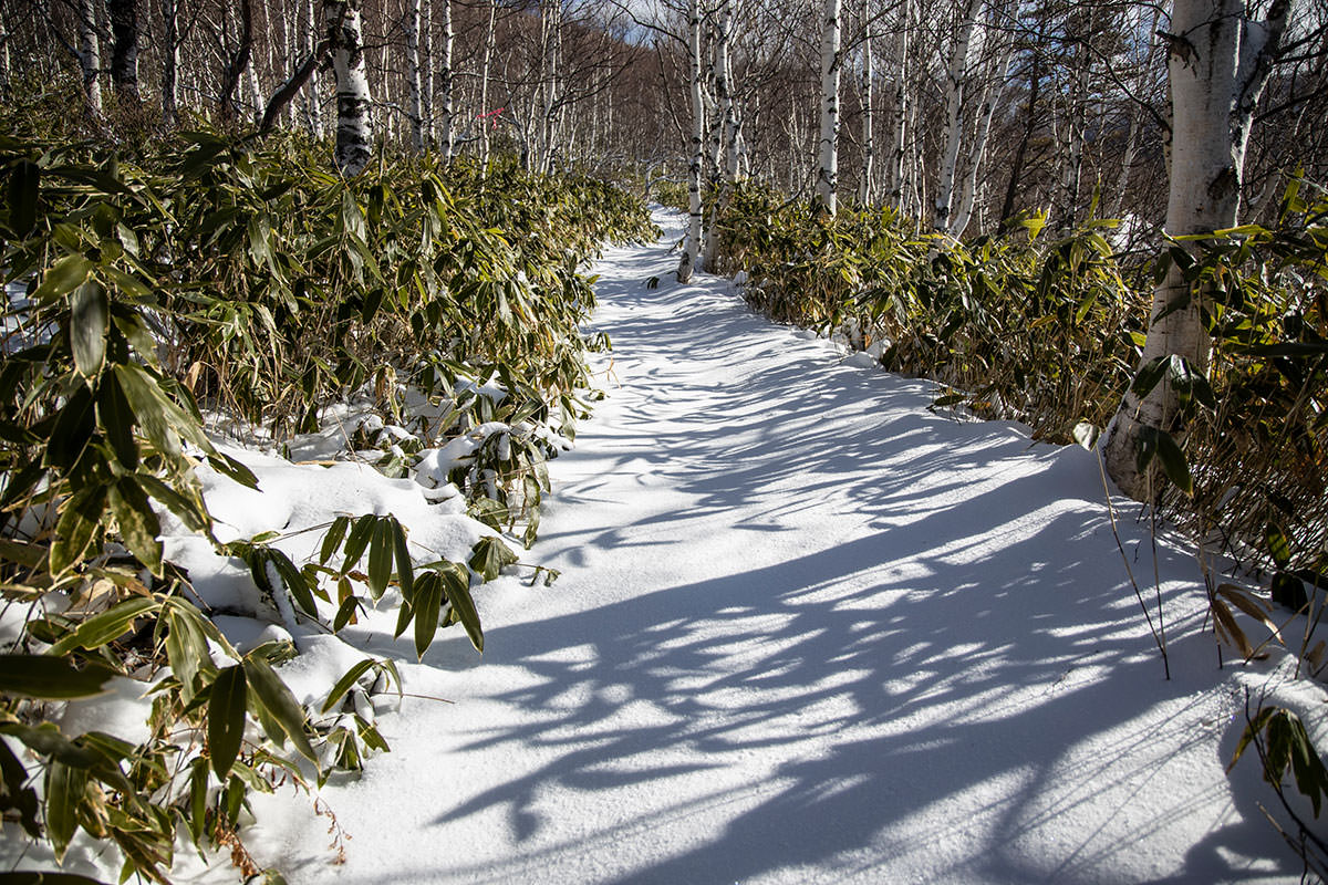 根子岳-周りは笹と白樺