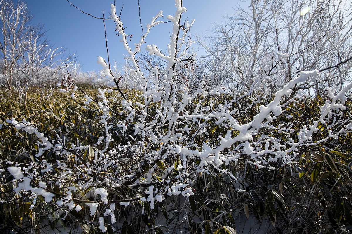 根子岳-枝に付いた雪は団子状