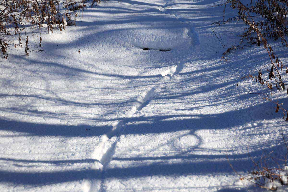 根子岳登山 出た