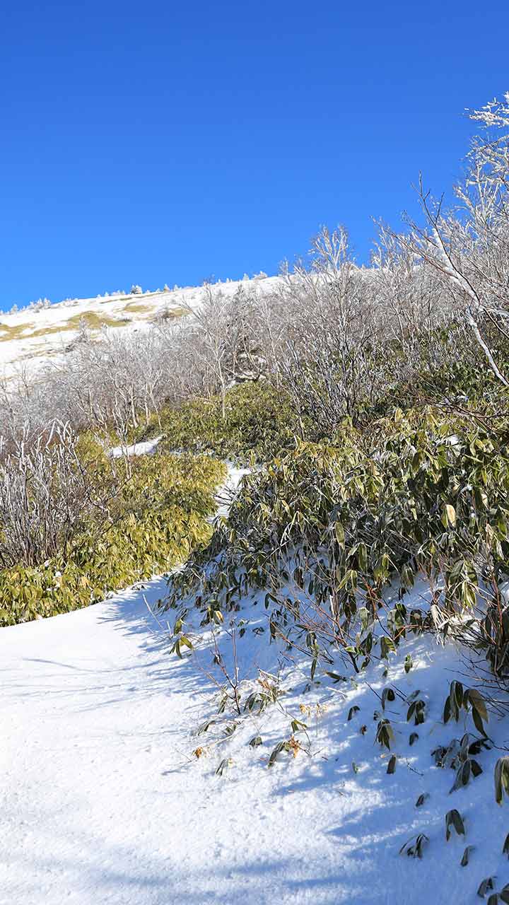 冬季根子岳 （12月）｜新雪の登山道を登る