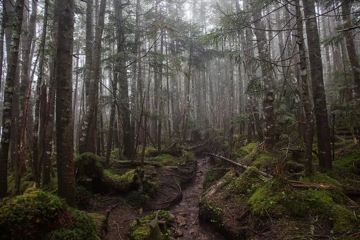 北八ヶ岳にゅう登山 北八ヶ岳にゅう-靄の樹林帯を歩く