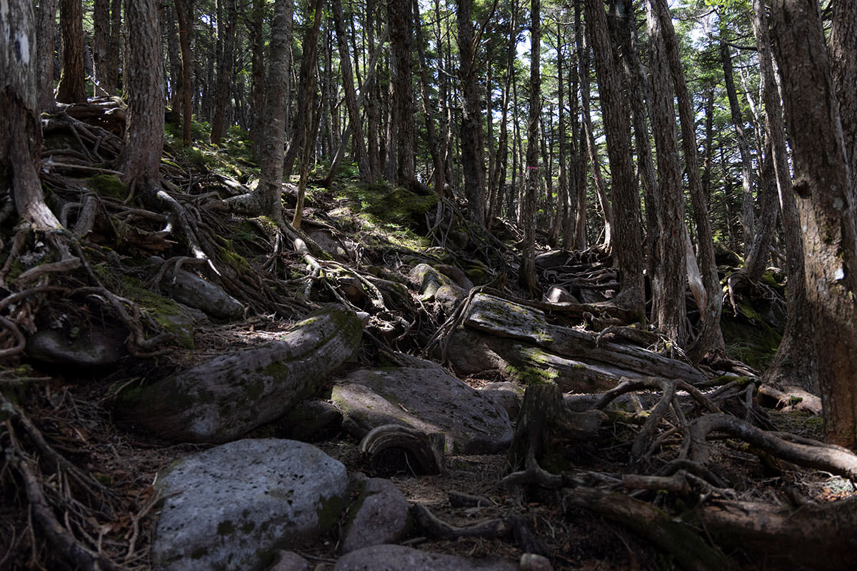 にゅう北八ヶ岳-岩と木の根がいっぱい