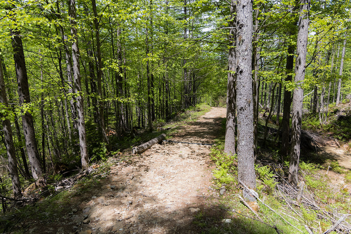 にゅう北八ヶ岳-歩きやすい林道のような登山道