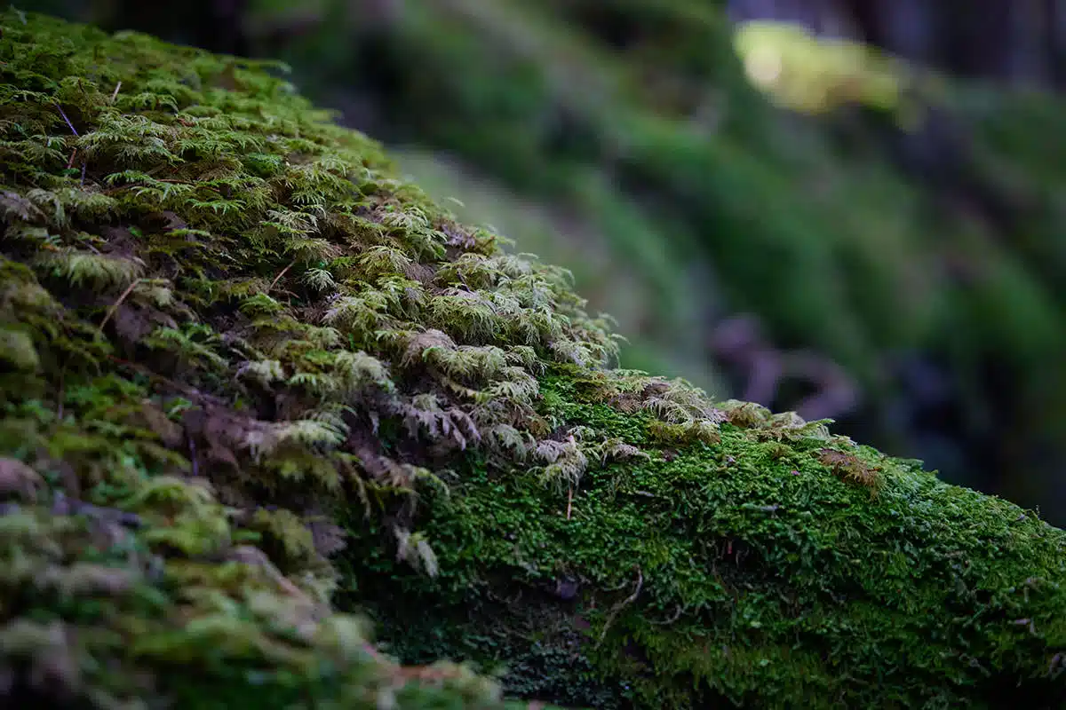 にゅう登山 にゅう-木の根元の苔を見る