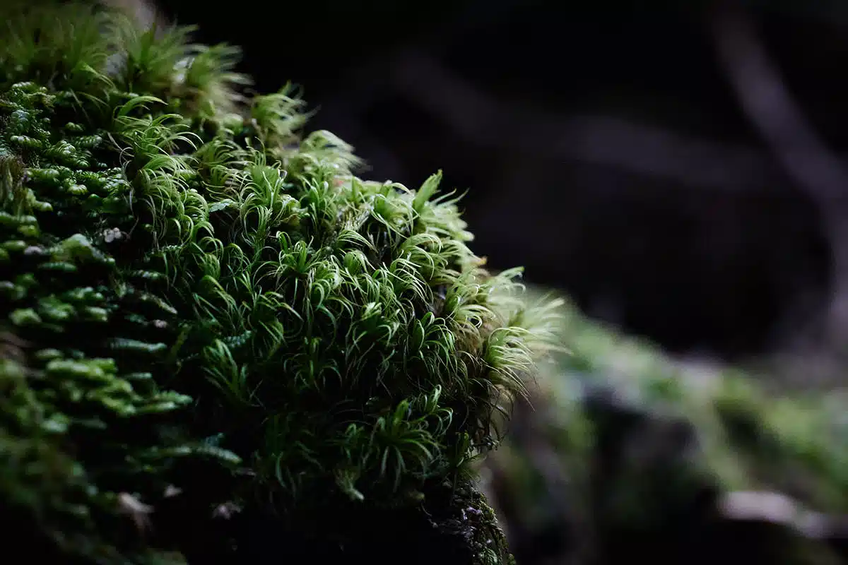 にゅう登山 にゅう-小さな苔も近づいて見るとおもしろい