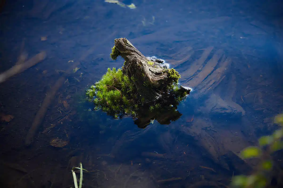 にゅう登山 にゅう-池でも苔を見る