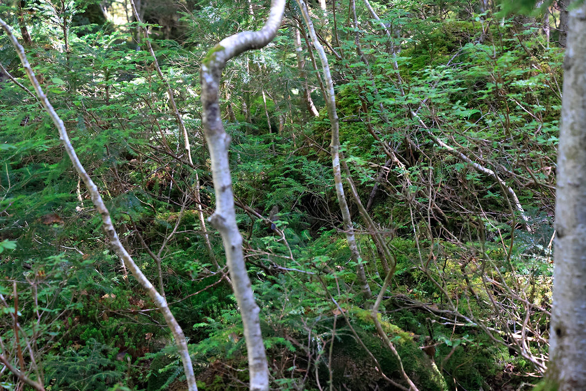 にゅう・北八ヶ岳登山 ルリビタキ!?