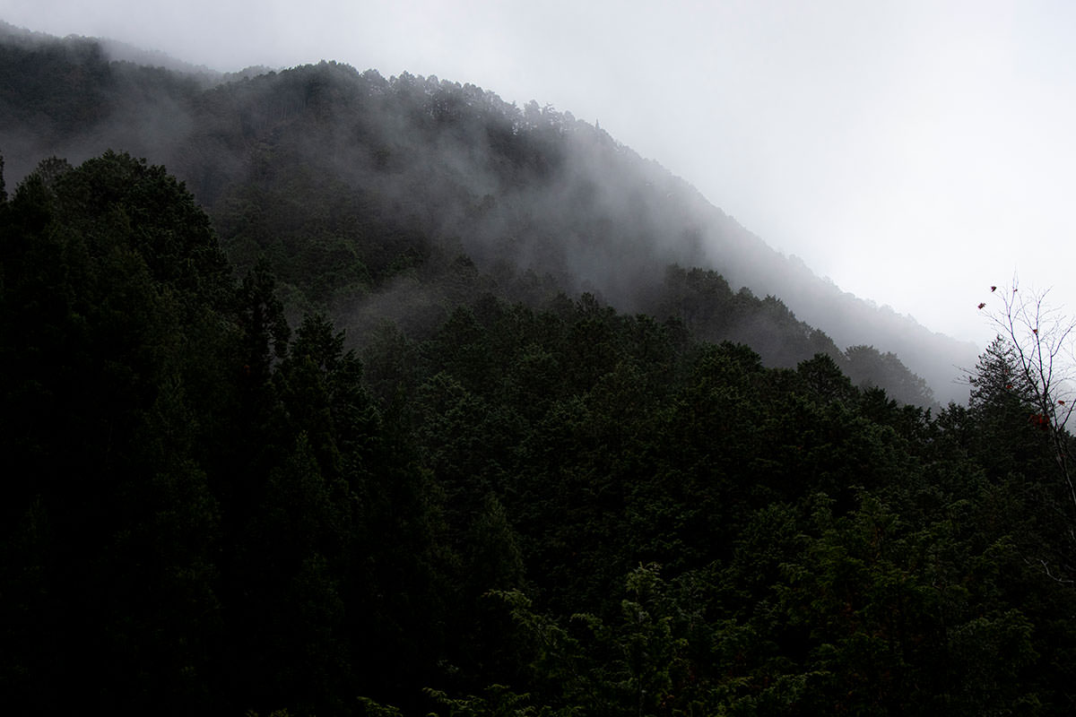 奥三界岳-前日の雨のせいか湿度高め