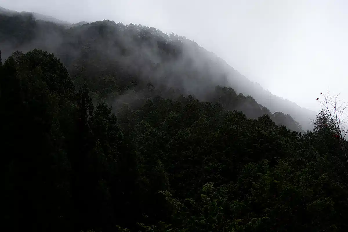 奥三界岳登山 奥三界岳-前日の雨のせいか湿度高め