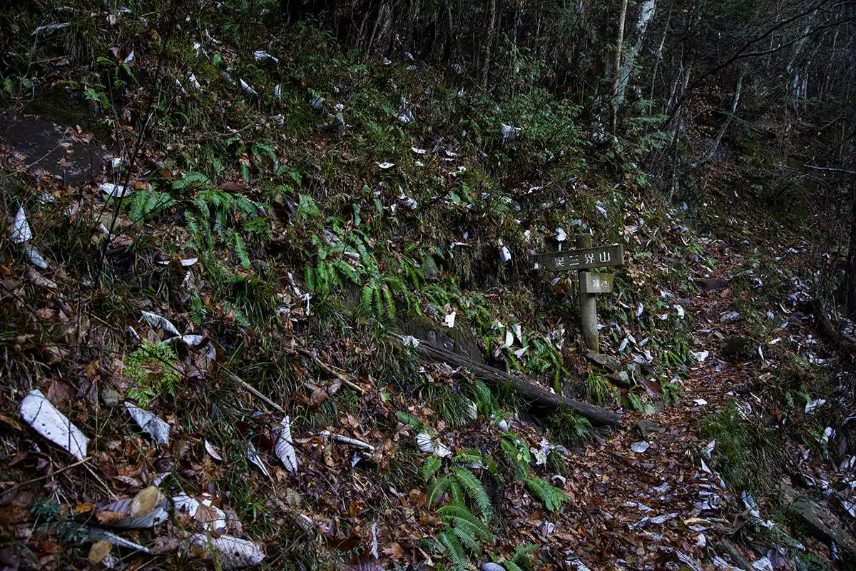 【奥三界岳登山】奥三界岳-朴葉がたくさん落ちているせいか視界が白く感じた