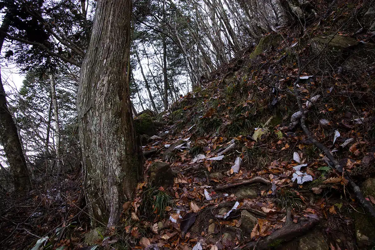 【奥三界岳登山】奥三界岳-落ち葉と木の根っ子の登り