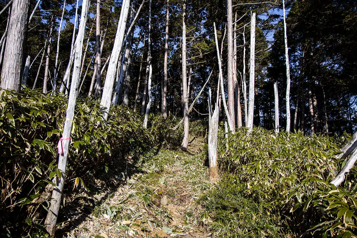 【奥三界岳登山】奥三界岳-笹から針葉樹の森へ