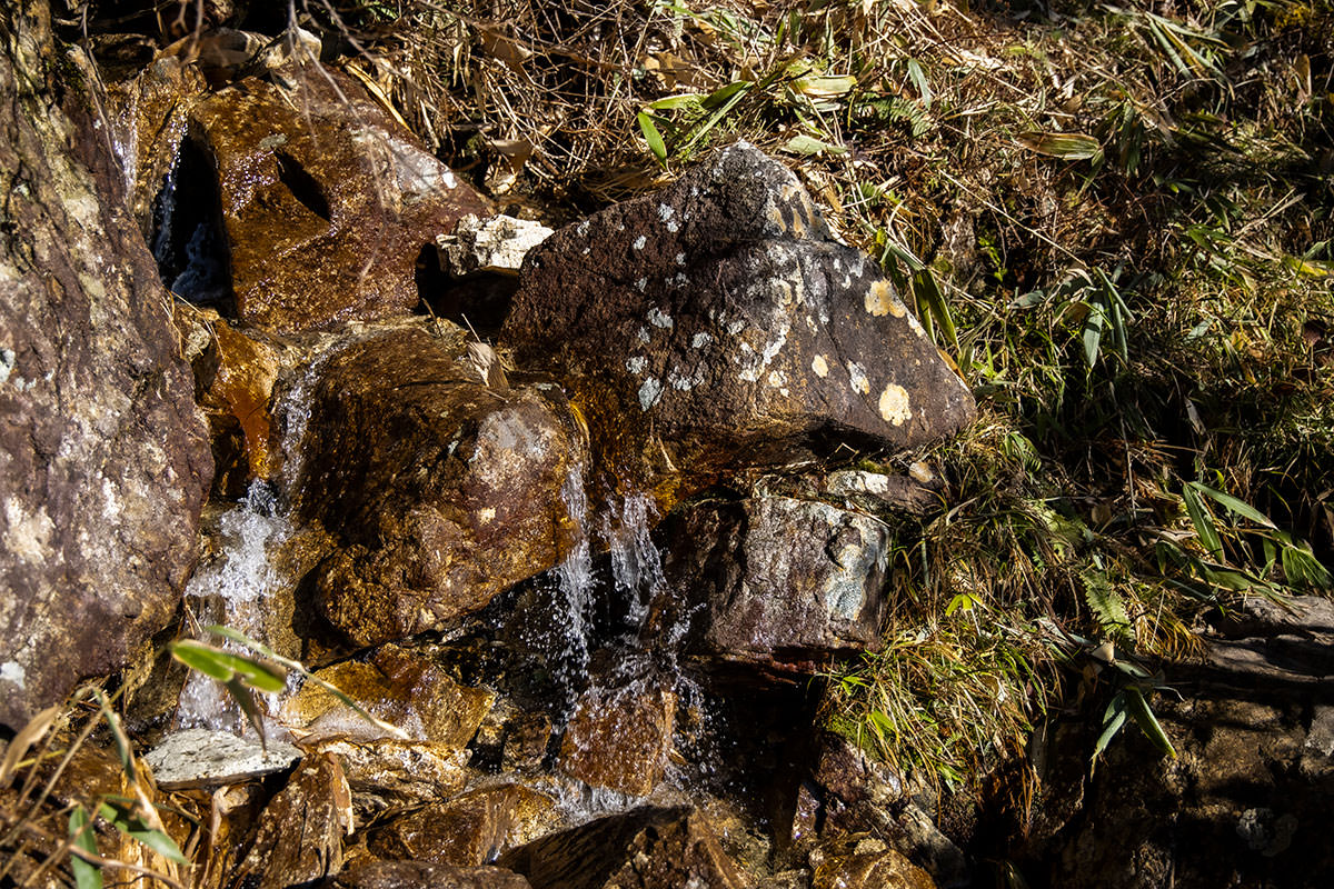 奥三界岳登山 本当に水の多い山だ