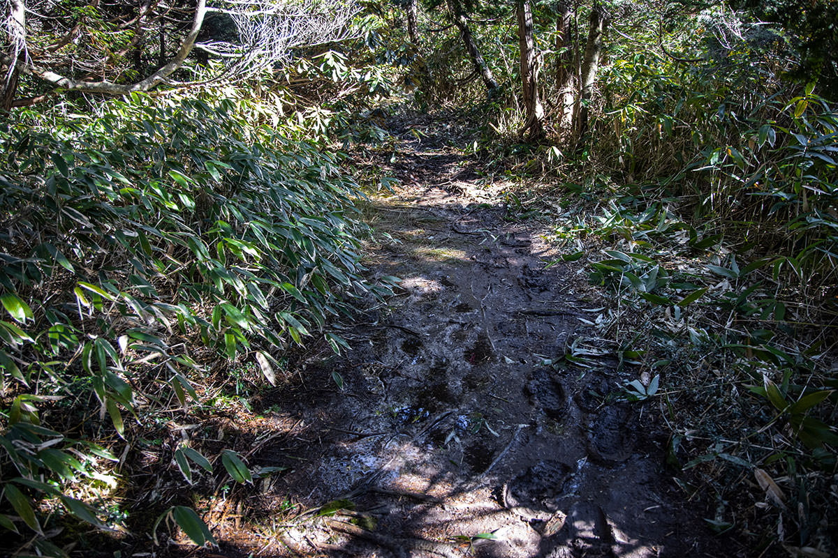 奥三界岳登山 泥に足が埋まるじゃないか