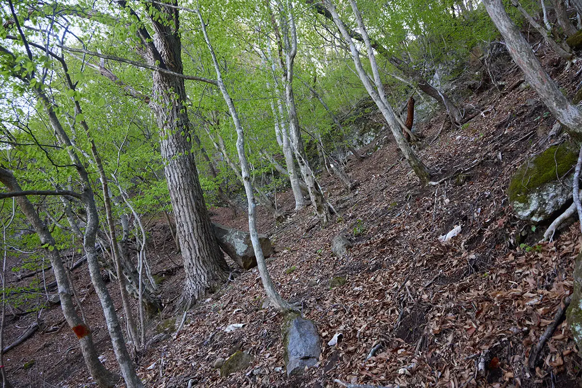 鬼ヶ城登山 斜面の角度がキツい