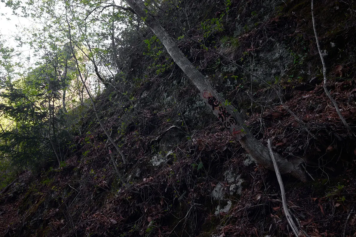 鬼ヶ城登山 葉の向こうに空と岩っぽいものが見える