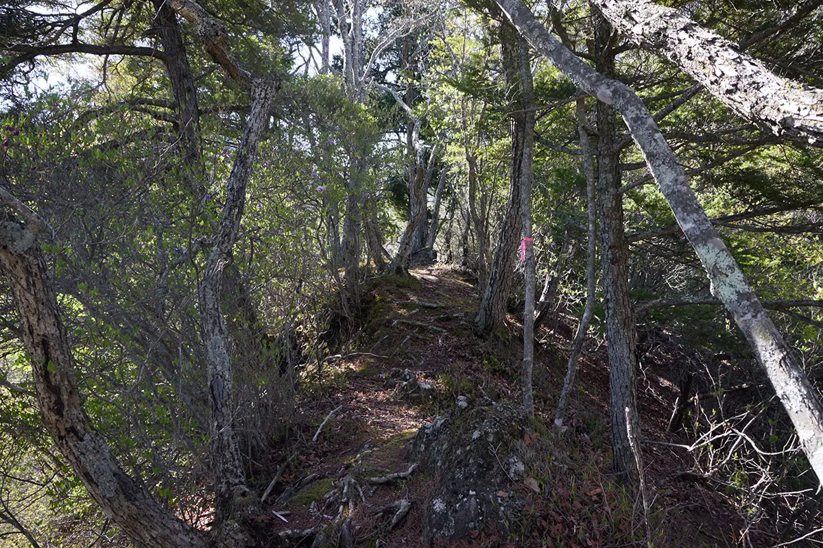鬼ヶ城登山 ジャンクションは細尾根だけど木があるおかげで高さは感じられない