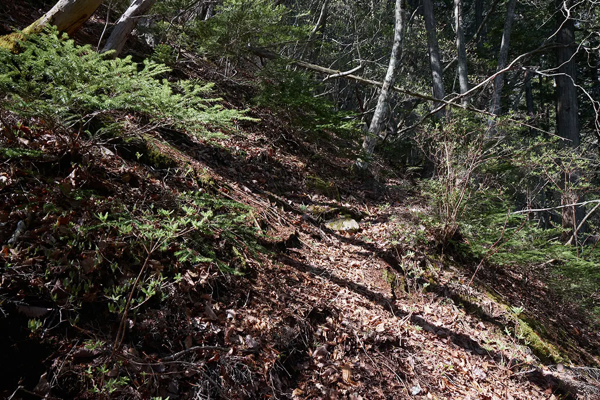 鬼ヶ城登山 九十九折りで登れそうにも見えるけれど直登