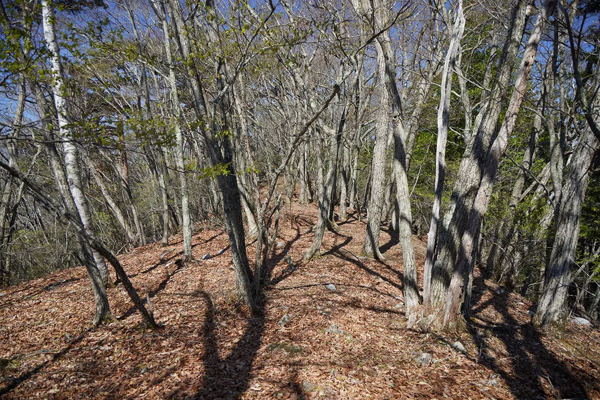 鬼ヶ城登山 急登から平坦になって雲雀峰を探す