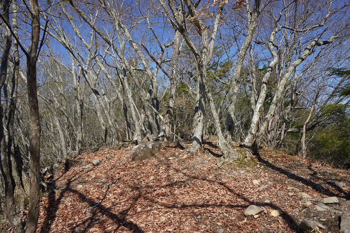 鬼ヶ城登山 雲雀峰に到着
