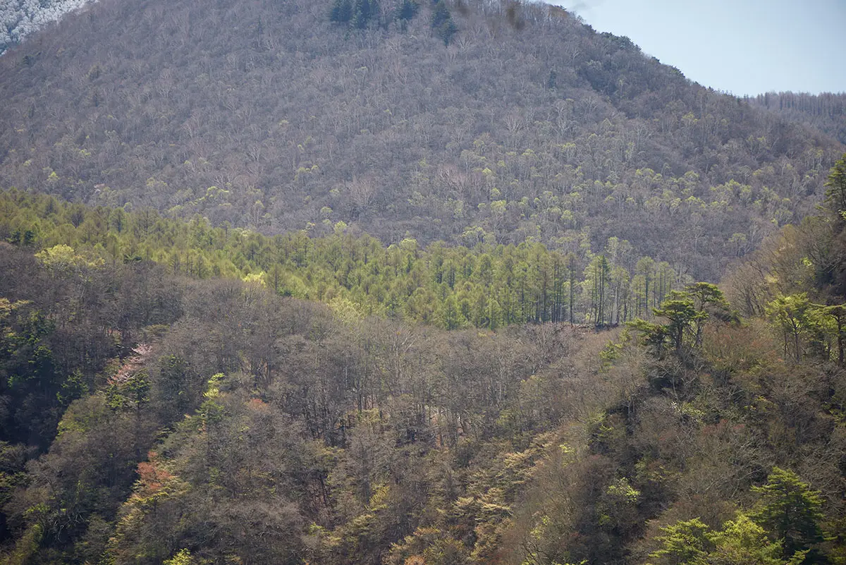 鬼ヶ城登山 間には植林っぽい森