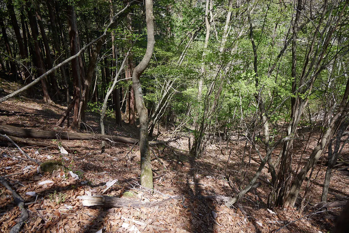 鬼ヶ城登山 落葉いっぱいの急斜面へ