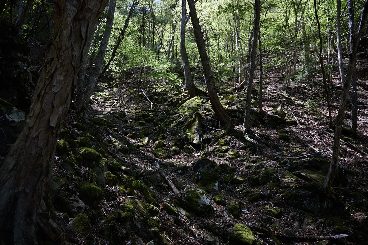 鬼ヶ城登山 なかなかに緑の深いところだった