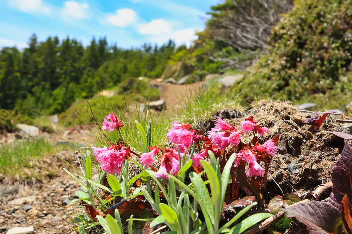 浅間山登山 浅間山-外輪山の登山道にはイワカガミが咲いている