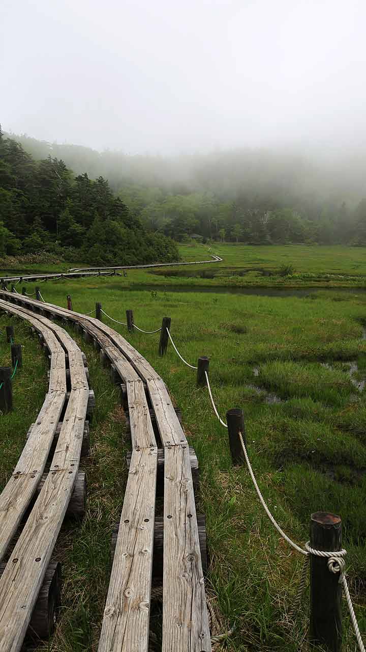 志賀山 四十八池 周回 （7月）｜志賀高原池巡りコース